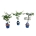 Mixlaag Acer JACK FROST® collection  40-50 P19/C3