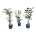 Mixlaag Acer JACK FROST® collection  50-60 P23/C5