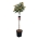 Photinia serr. 'Pink Crispy' ® Stam 80 P32/C15