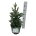 Picea abies 'Will's Zwerg'  30-40 P26/C7,5