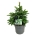 Picea abies 'Will's Zwerg'  40-50 P26/C7,5