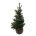 Picea abies 'Will's Zwerg'  80-100 kl. extra