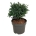 Picea gl. 'Echiniformis'  25-30 P26/C7,5