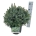 Picea omorika 'Nana'  30-40 P26/C7,5