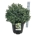 Picea omorika 'Nana'  50-60 P40/C30 extra