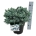 Picea pung. 'Glauca Globosa'  30-40 P26/C7,5