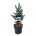 Picea pung. 'Iseli Fastigiate'  40-50 P26/C7,5