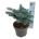 Picea pung. 'Karpaten' -R-  20-25 P21/C4,6