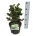Picea pung. 'Lucky Strike'  25-30 P23/C5