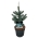 Picea pungens Super Blue Seedling  30-40 P21/C4,6