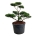 Pinus contorta Bonsai 100-125 P80/C180