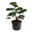Pinus contorta Bonsai 125-150 P80/C180