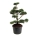 Pinus contorta Bonsai 150-175 P85/C230
