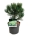 Pinus held. 'Compact Gem'  25-30 P21/C4,6