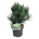 Pinus held. 'Compact Gem'  30-40 P21/C4,6