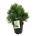 Pinus held. 'Compact Gem'  40-50 P32/C15