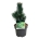 Pinus held. 'Malinki'  25-30 P21/C4,6