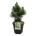 Pinus held. 'Malinki'  40-50 P32/C15