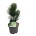 Pinus held. 'Satellit'  30-40 P21/C4,6