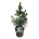 Pinus mont. 'Ammerland'  40-50 P21/C4,6