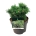 Pinus mugo 'Benjamin'  20-25 P21/C4,6