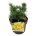 Pinus mugo 'Carsten's Wintergold'  20-25 P21/C4,6