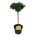 Pinus mugo 'Carsten's Wintergold' Stam 40 P23/C5