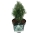 Pinus mugo 'Columnaris'  20-25 P21/C4,6
