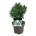 Pinus mugo 'Columnaris'  25-30 P21/C4,6