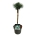 Pinus mugo 'Columnaris' Stam 40 P23/C5
