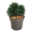 Pinus mugo 'Green Pearl'  20-25 P21/C4,6