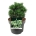 Pinus mugo 'Heideperle'  15-20 P21/C4,6