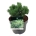 Pinus mugo 'Mops'  15-20 P21/C4,6