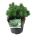 Pinus mugo 'Mops'  20-25 P21/C4,6