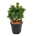 Pinus mugo 'Mumpitz'  30-40 P32/C15