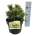Pinus mugo 'Ophir'  15-20 P21/C4,6