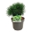 Pinus mugo 'Varella'  20-25 P21/C4,6