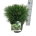 Pinus mugo 'Varella'  25-30 P21/C4,6