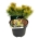 Pinus mugo 'Winter Gold'  20-25 P21/C4,6