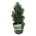 Pinus nigra 'Richard'  25-30 P21/C4,6