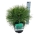 Pinus nigra 'Spielberg'  30-40 P21/C4,6