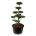 Pinus nigra nigra Bonsai 150-175 P95/C285