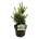Pinus parv. 'Negishi'  30-40 P21/C4,6