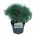 Pinus strobus 'Blue Shag'  30-40 P21/C4,6