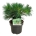 Pinus strobus 'Minima'  25-30 P21/C4,6