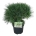 Pinus strobus 'Minima'  30-40 P21/C4,6