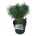 Pinus sylv. 'Blue Pearl' ®  20-25 P21/C4,6