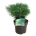 Pinus sylv. 'Blue Pearl' ®  25-30 P21/C4,6
