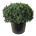 Pinus sylv. 'Watereri'  100-125 P80/C180 solitair
