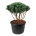 Pinus sylv. 'Watereri' Scherm 100+ P85/C230